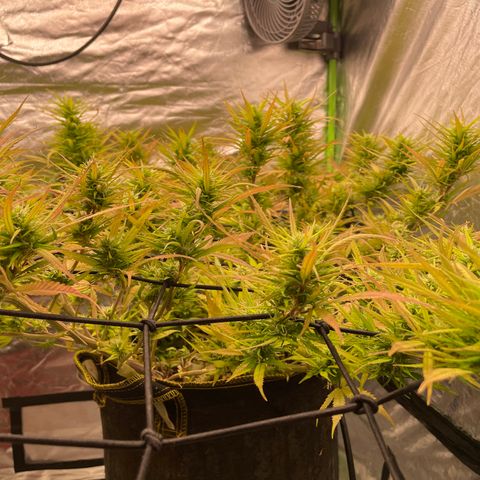 Future 1 photo growlog timeline photo