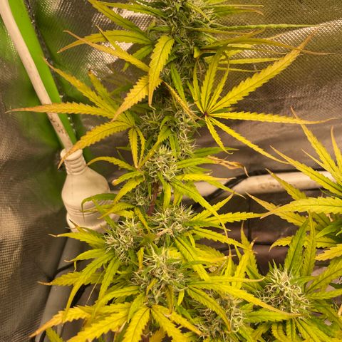 Future 1 photo growlog timeline photo