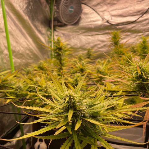 Future 1 photo growlog timeline photo
