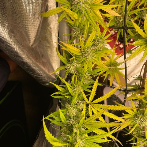 Future 1 photo growlog timeline photo