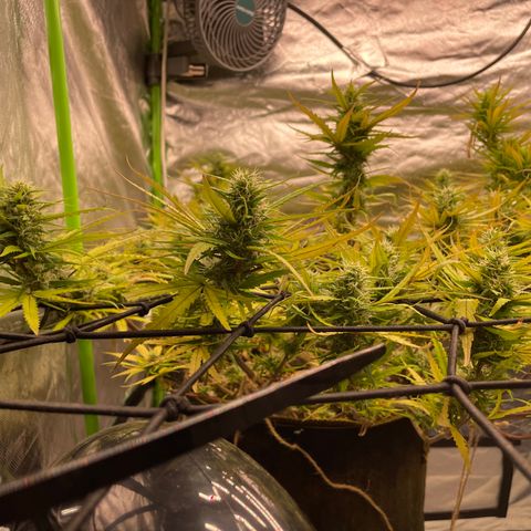 Future 1 photo growlog timeline photo