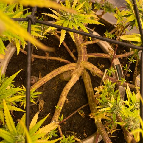 Future 1 photo growlog timeline photo