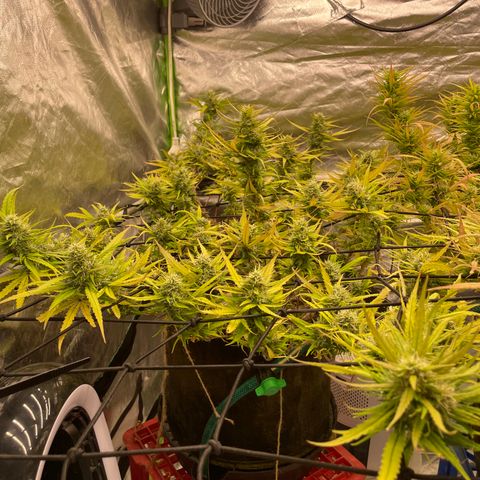 Future 1 photo growlog timeline photo