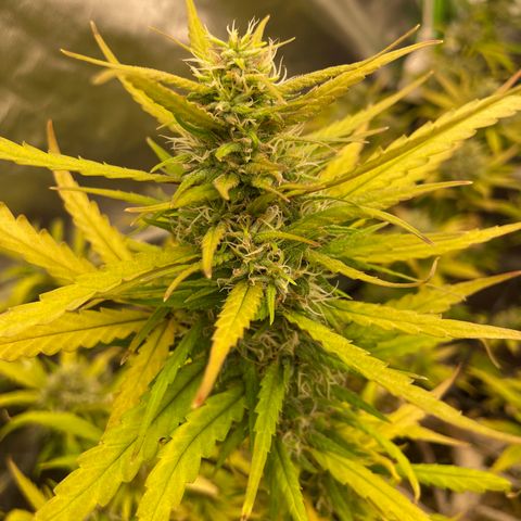 Future 1 photo growlog timeline photo