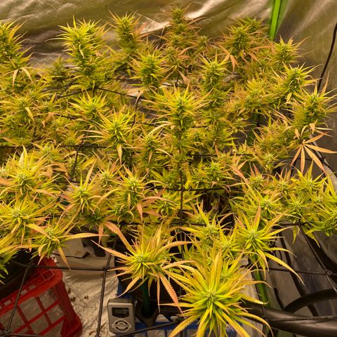 Future 1 photo growlog timeline photo