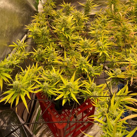 Future 1 photo growlog timeline photo