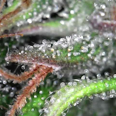 Future 1 photo growlog timeline photo
