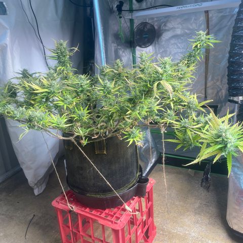 Future 1 photo growlog timeline photo