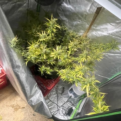 Future 1 photo growlog timeline photo