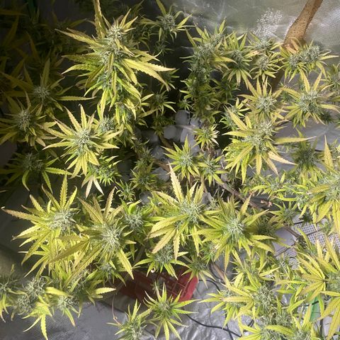 Future 1 photo growlog timeline photo