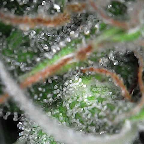 Future 1 photo growlog timeline photo