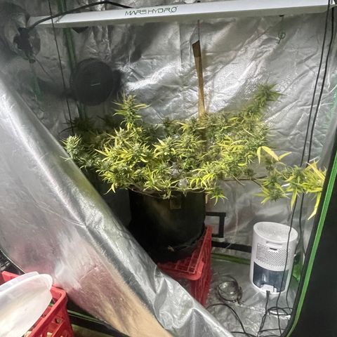 Future 1 photo growlog timeline photo