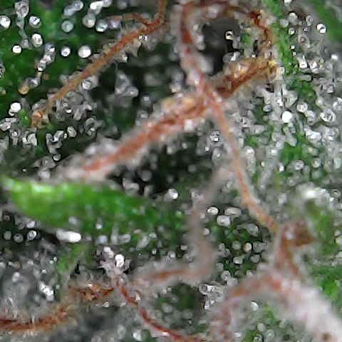 Future 1 photo growlog timeline photo