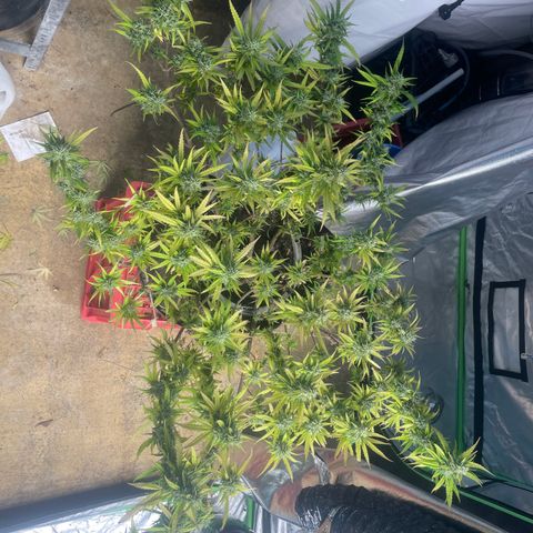 Future 1 photo growlog timeline photo