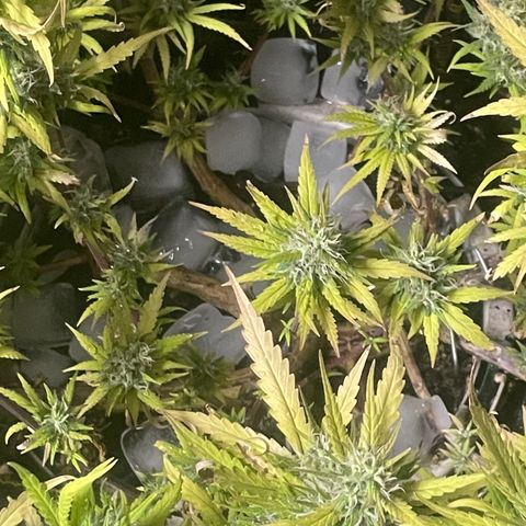 Future 1 photo growlog timeline photo
