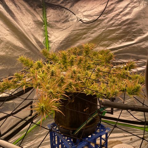 Future 1 photo growlog timeline photo