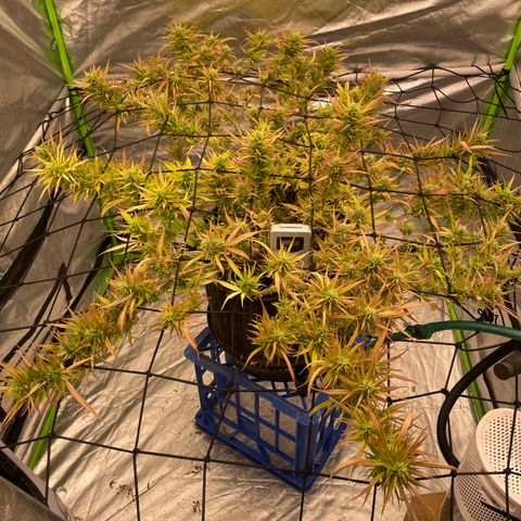 Future 1 photo growlog timeline photo