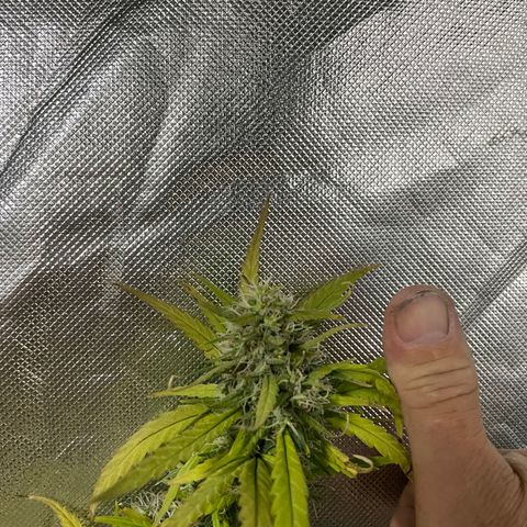 Future 1 photo growlog timeline photo