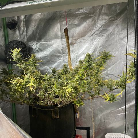 Future 1 photo growlog timeline photo