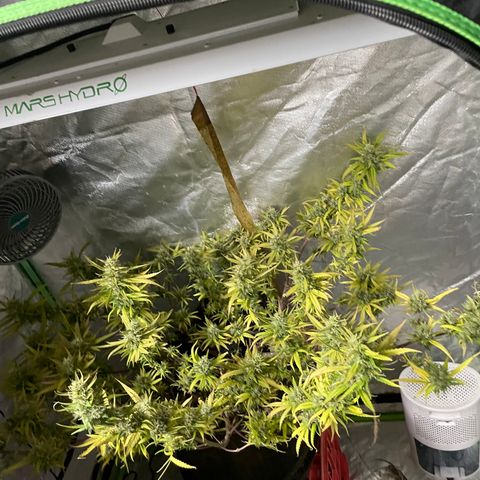 Future 1 photo growlog timeline photo