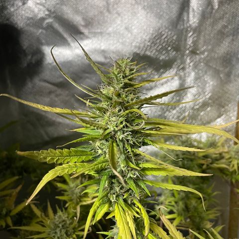 Future 1 photo growlog timeline photo