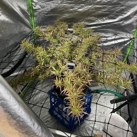 Future 1 photo growlog timeline photo