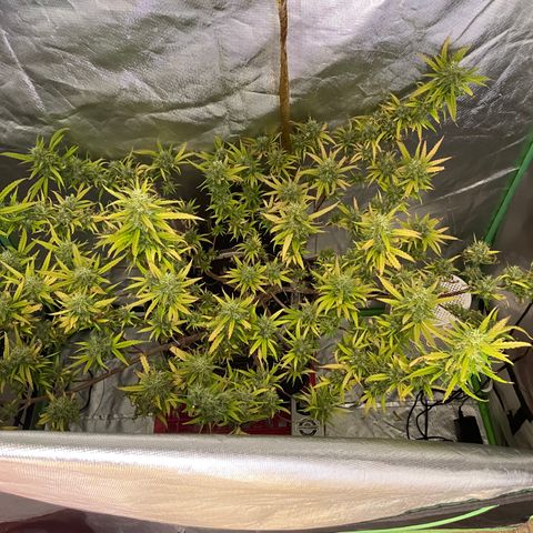 Future 1 photo growlog timeline photo