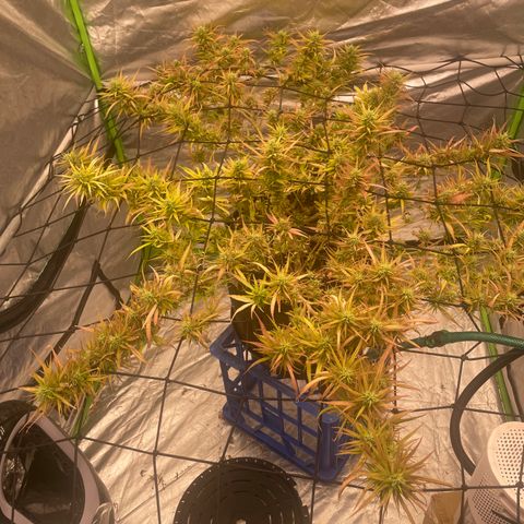 Future 1 photo growlog timeline photo