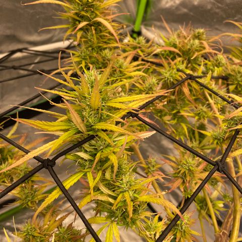 Future 1 photo growlog timeline photo