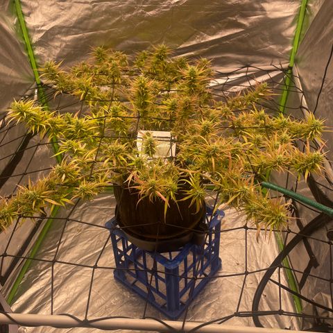 Future 1 photo growlog timeline photo