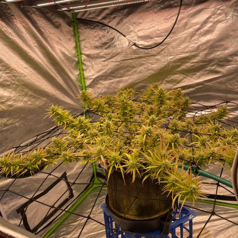 Future 1 photo growlog timeline photo