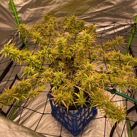 Future 1 photo growlog timeline photo