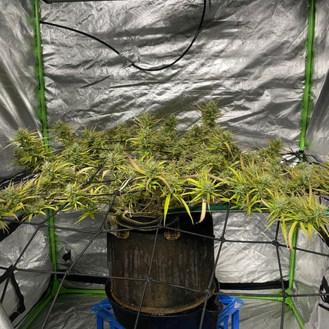 Future 1 photo growlog timeline photo
