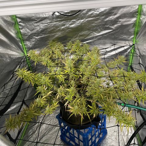 Future 1 photo growlog timeline photo