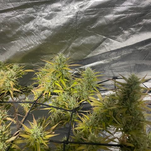 Future 1 photo growlog timeline photo