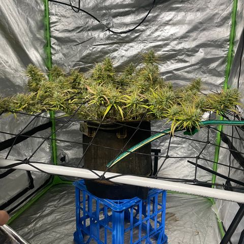 Future 1 photo growlog timeline photo