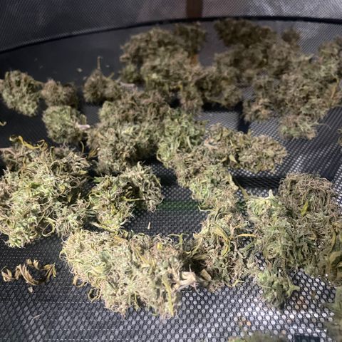 Future 1 photo growlog timeline photo