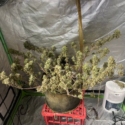 Future 1 photo growlog timeline photo