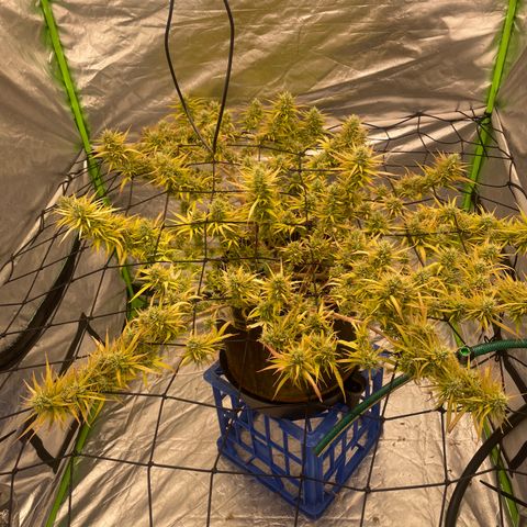 Future 1 photo growlog timeline photo