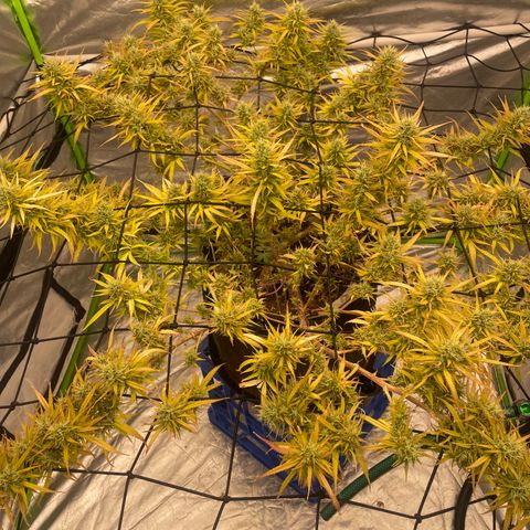 Future 1 photo growlog timeline photo