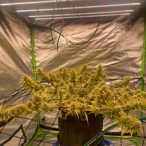 Future 1 photo growlog timeline photo