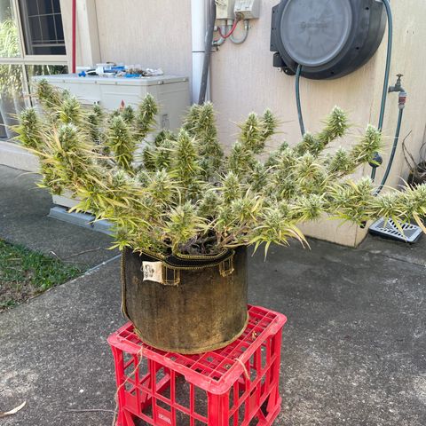 Future 1 photo growlog timeline photo
