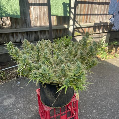 Future 1 photo growlog timeline photo