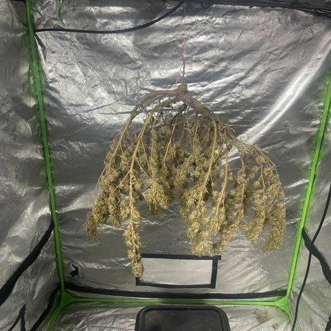 Future 1 photo growlog photo: Time to manicure and grove bag. 