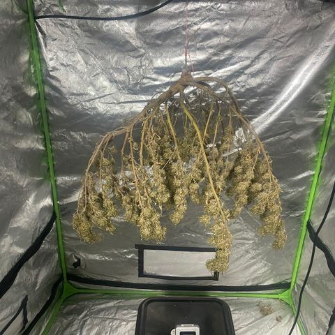 Future 1 photo growlog photo: Time to manicure and grove bag. 