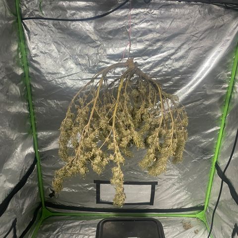 Future 1 photo growlog photo: Time to manicure and grove bag. 