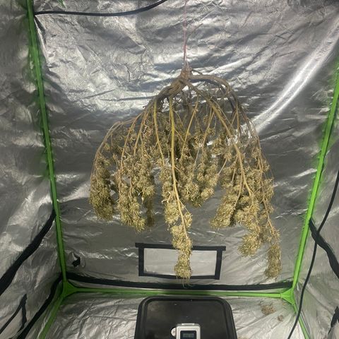 Future 1 photo growlog photo: Time to manicure and grove bag. 
