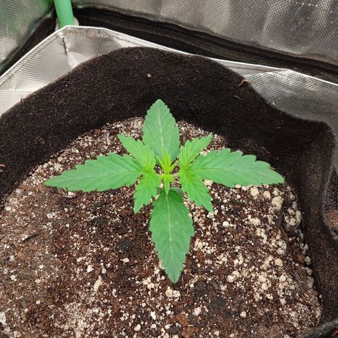 WHITE WHIDOW  growlog timeline photo