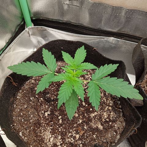 WHITE WHIDOW  growlog timeline photo