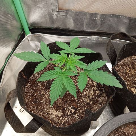 WHITE WHIDOW  growlog timeline photo